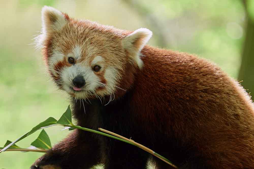 Roter Panda beim Artenschutztag im Fokus