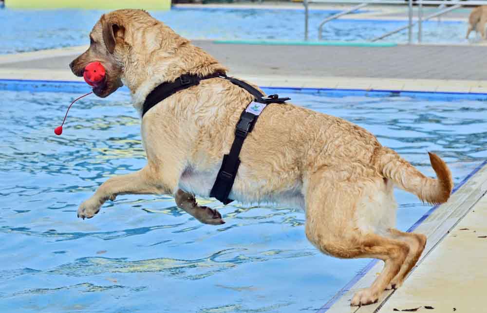 Dritte Auflage des Krefelder Hundeschwimmens