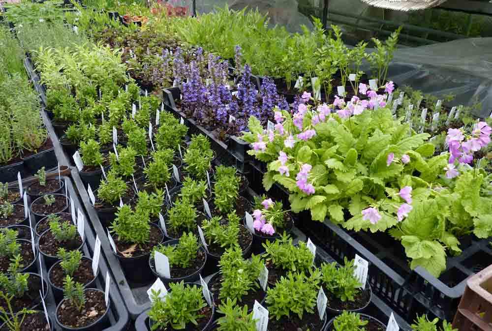 Frühjahrspflanzenbörse im Botanischen Garten