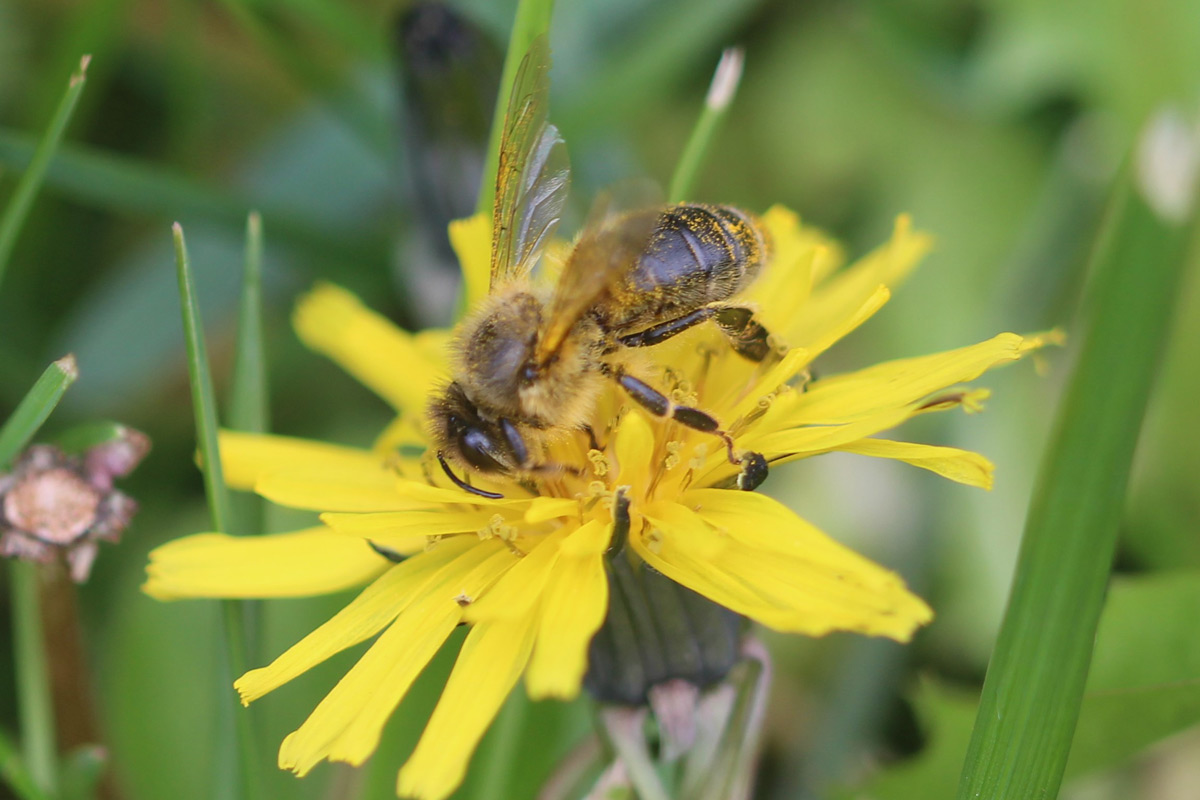 Eröffnung des Bienenlehrpfades in Oberdürrbach zum Weltbienentag