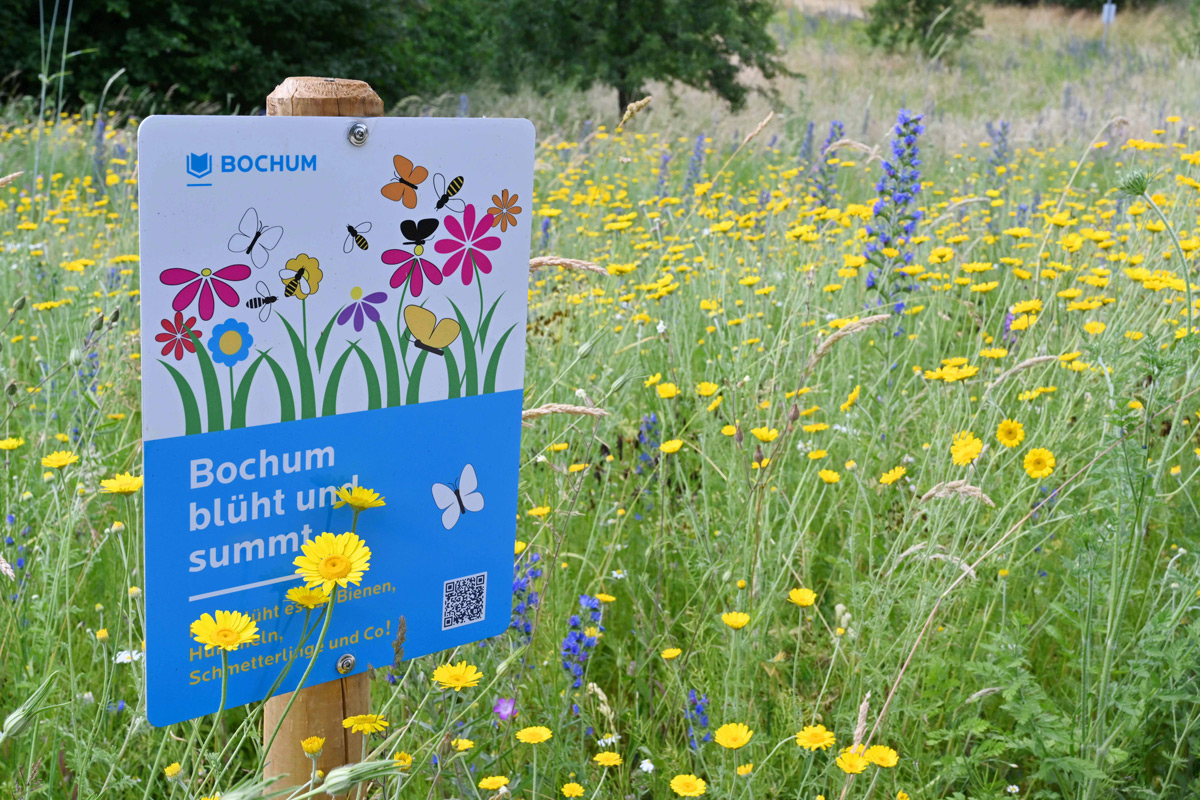 30.000 Quadratmeter neue Wildblumenwiesen in Bochum