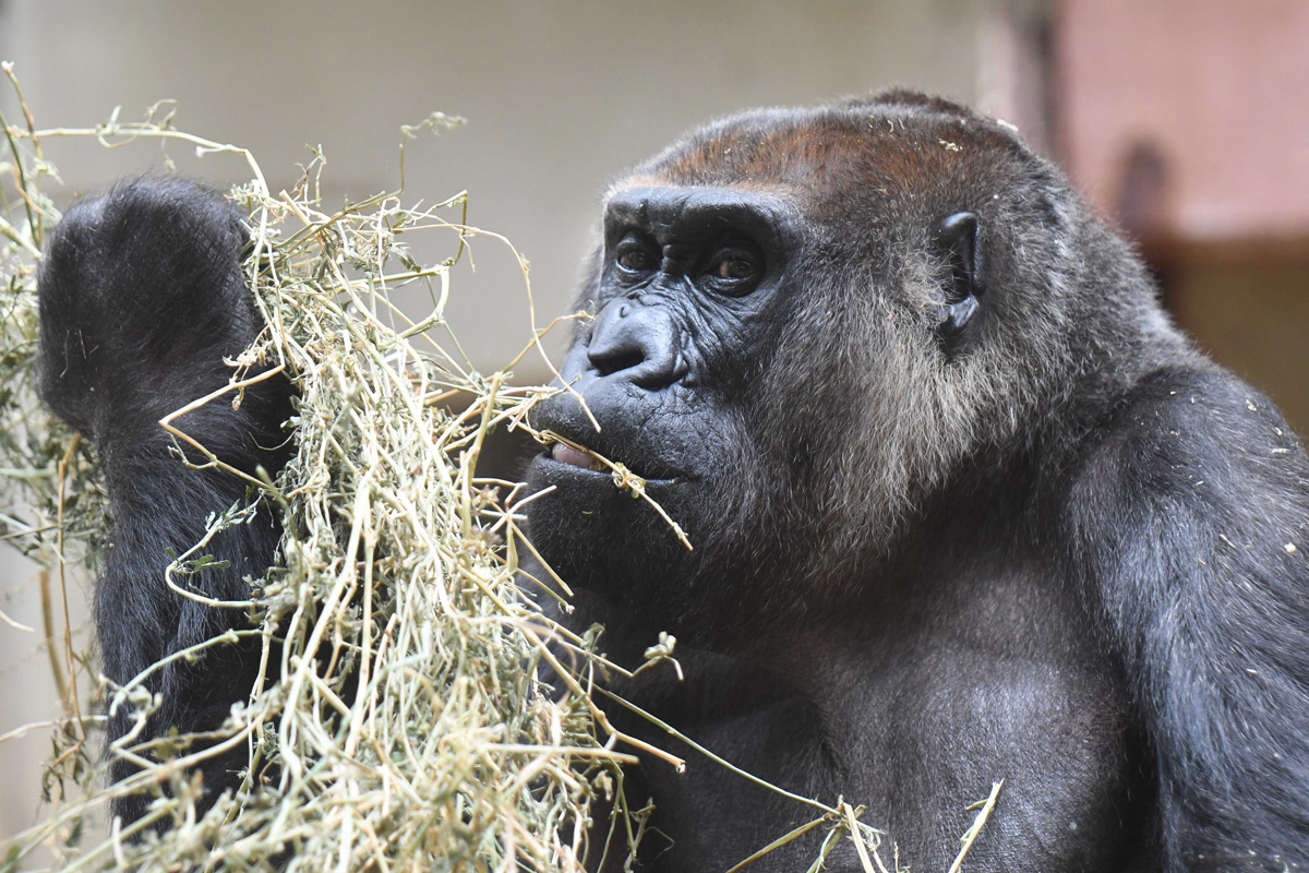 Wuppertaler Zoo: Nahender Abschied von „Roseli“