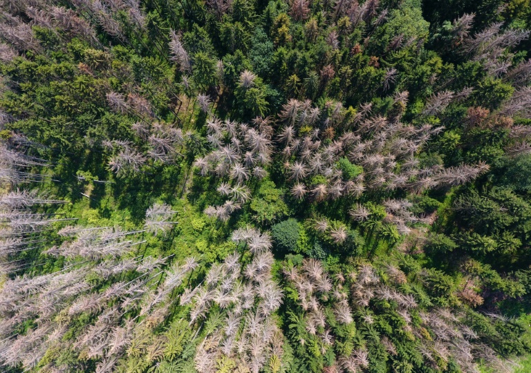 Urteil rechtskräftig: Wandern im Wald erfolgt auf eigene Gefahr