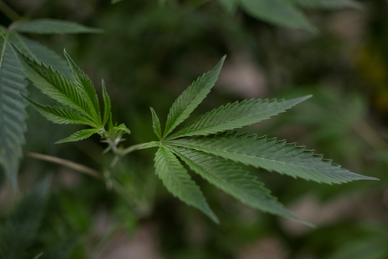 Polizei entdeckt 2000 Cannabispflanzen in Gelsenkirchener Lagerhalle