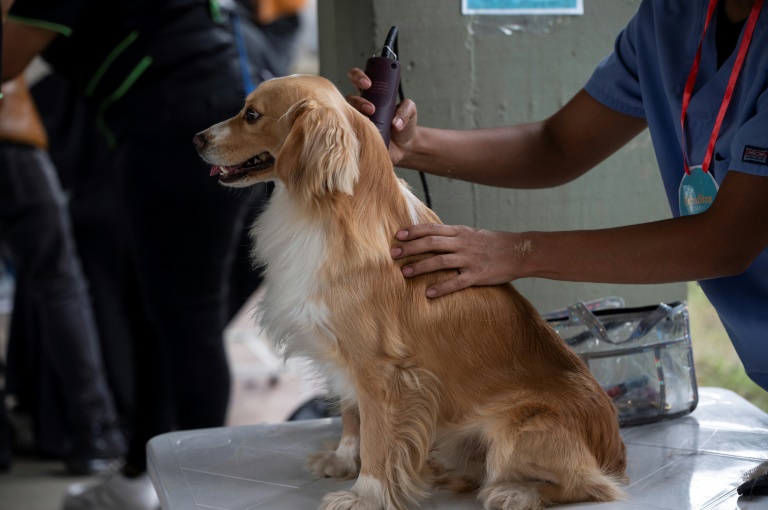 Gericht: Gebühr für Berliner Hunderegister rechtmäßig