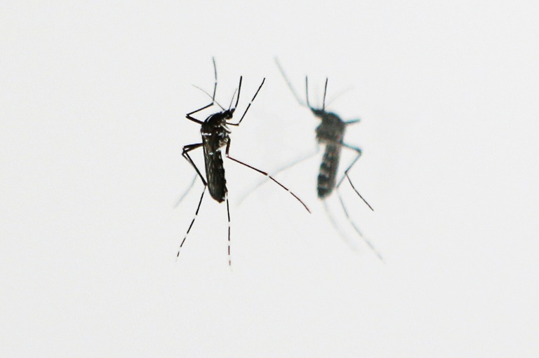 Stiko empfiehlt erstmals Impfstoff gegen Dengue - nach vorheriger Infektion