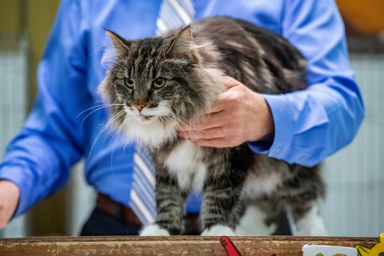 Polizei rettet verirrte Katze von 30 Meter hoher Brücke in Rheinland-Pfalz