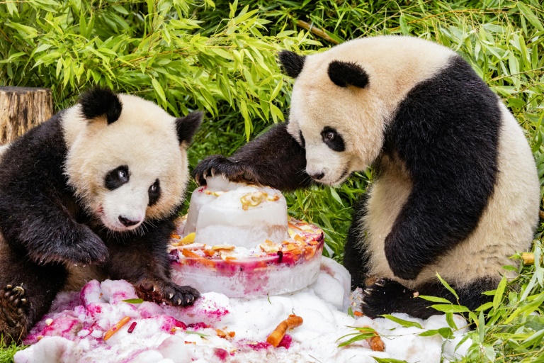 Berliner Pandas Pit und Paule wohlbehalten in China gelandet