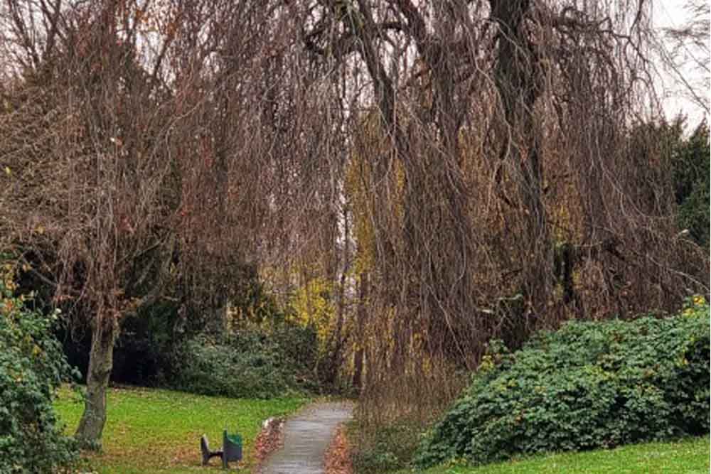 Essen fällt ortsprägende Hängebuche im Ludwig-Kessing-Park