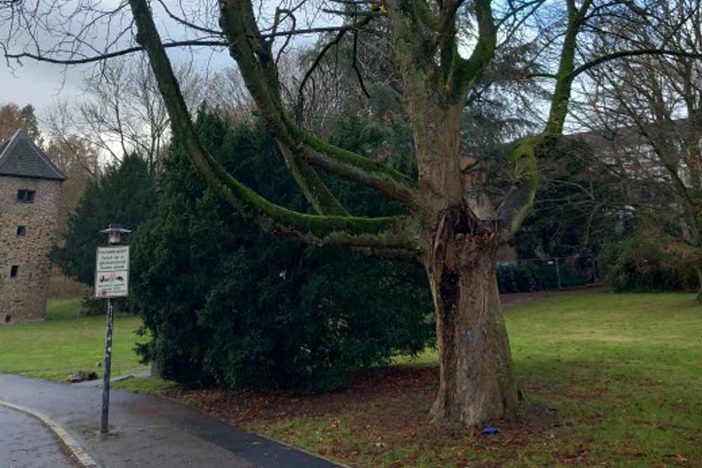 Sturmschäden im Essener Stadtbaumbestand