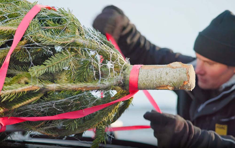 Tipps für den sicheren Weihnachtsbaumtransport