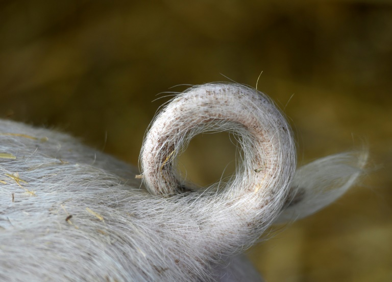 FDP-Politiker unterstützen Forderung nach Tierwohlabgabe