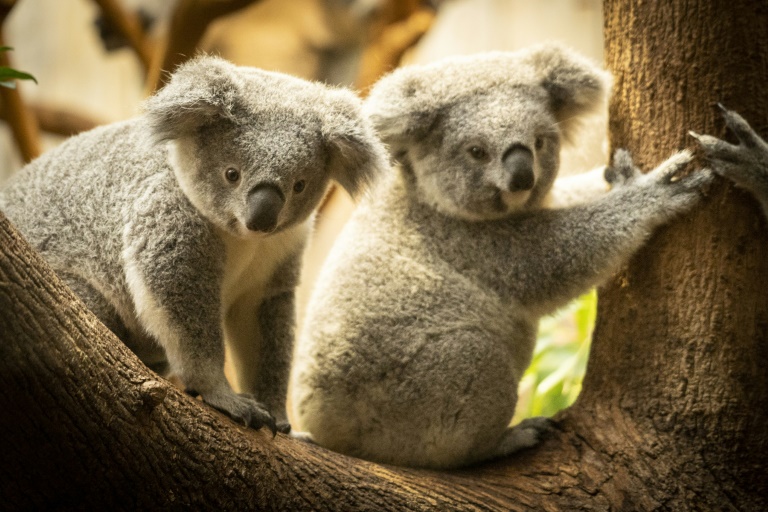 Größte Genomdatenbank zu Koala-Stammbäumen soll Bestand schützen