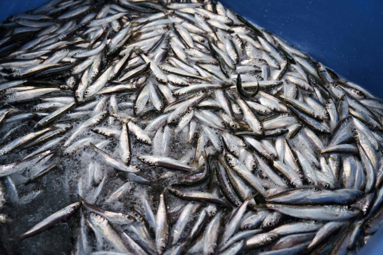 Geld für zurückgenommene Kürzungspläne bei Bauern soll aus Fischereifonds kommen