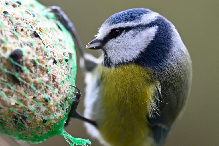 Mehr Meisen bei bundesweiter Zählaktion "Stunde der Wintervögel" registriert