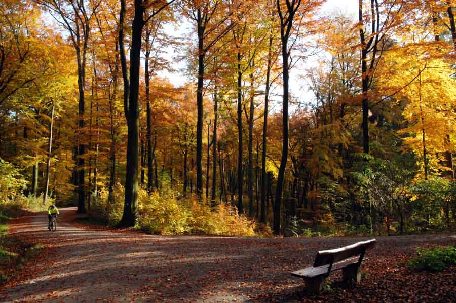 Stadt Essen setzt auf Nachhaltigkeit im Wald