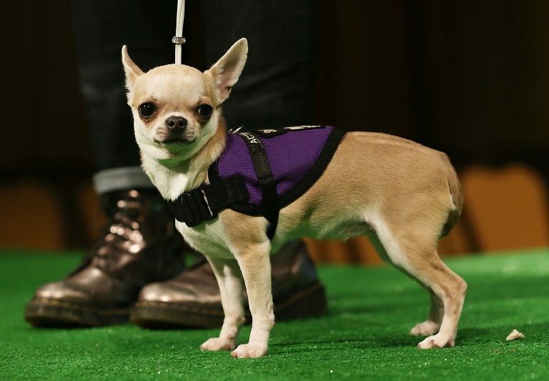 Mann schleudert Chihuahua auf Boden: Hund in Niedersachsen beim Gassigehen getötet