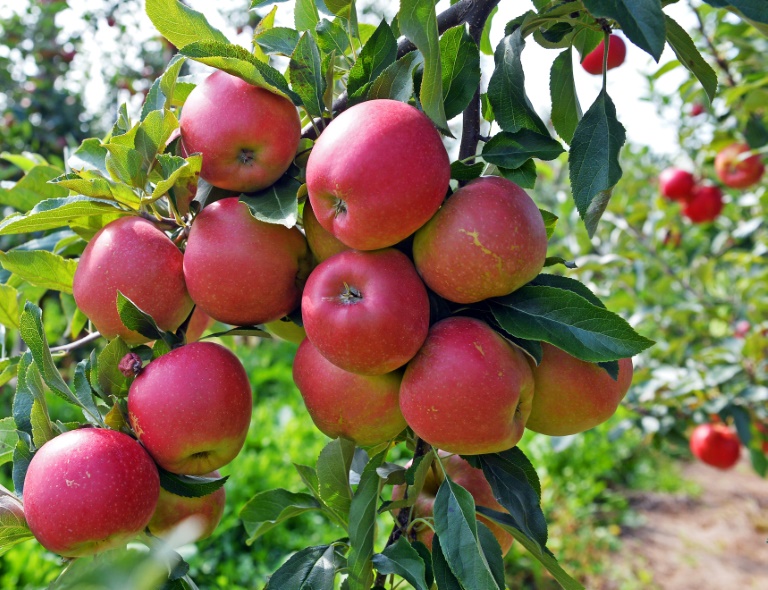 Schwache Ernte führte 2023 zur niedrigsten Apfelsaftmenge seit zehn Jahren