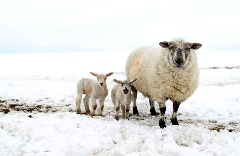 Polizisten retten in Thüringen 200 Schafe bei eisigem Wetter von Weide