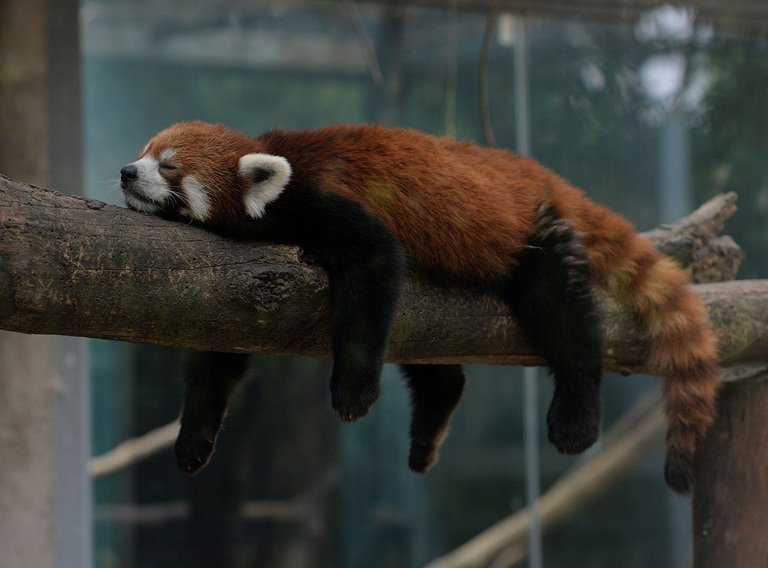 Ausgebüxter Panda löst Feuerwehreinsatz in Kölner Zoo aus