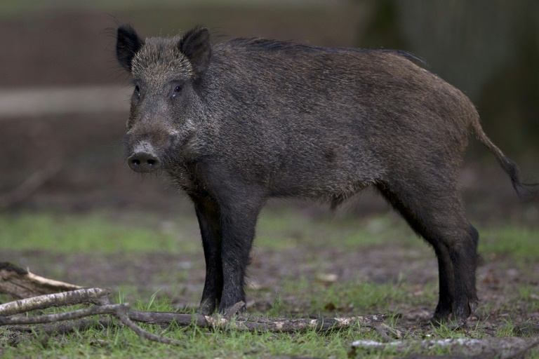 Verletztes Wildschwein rennt in Laden - Tier in Niedersachsen von Polizei erlegt