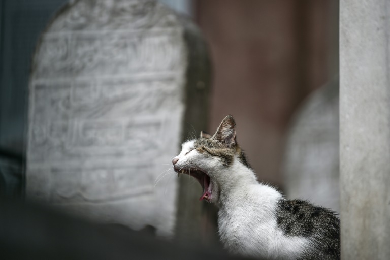 Feuerwehr befreit Katze in Dortmund aus Schornstein