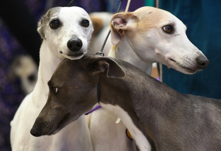 53 verwahrloste Hunde: Tierhalteverbot gegen Ehepaar laut Gericht rechtens