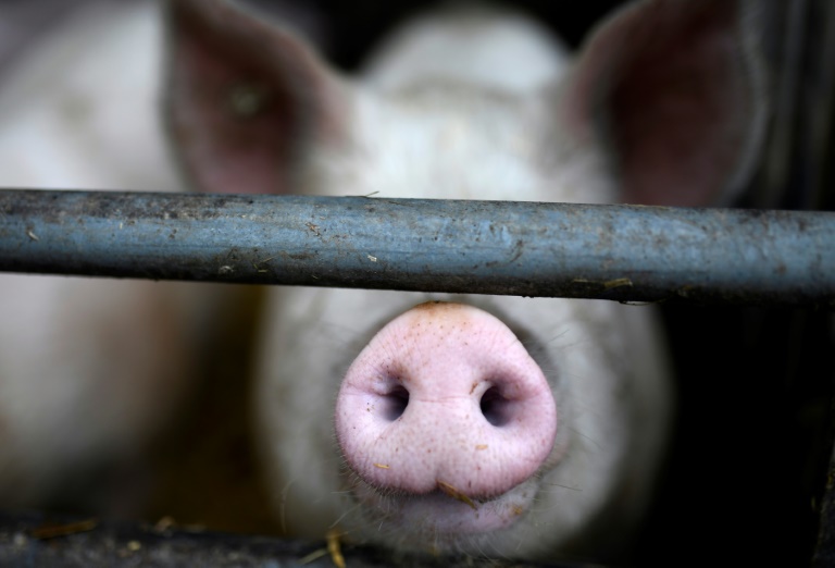Rund 200 Schweine sterben bei Stallbrand in Niedersachsen