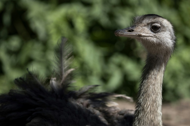 Aus Gehege ausgebüxt: Aggressiver Emu in Thüringen erschossen
