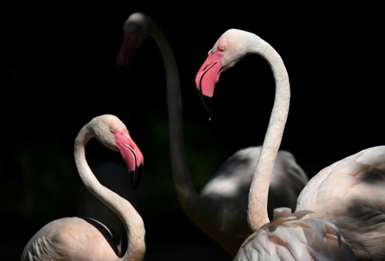 Rosa Methusalem: Berliner Zoo trauert um mit 75 Jahren verstorbenen Flamingo Ingo