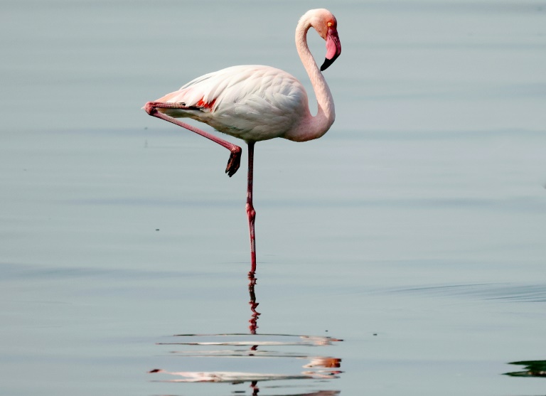 Berliner Zoo trauert um mit 75 Jahren verstorbenen Flamingo Ingo