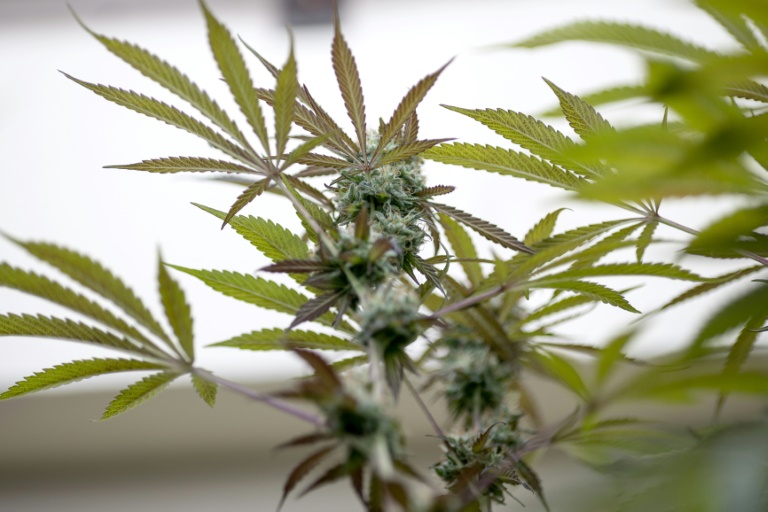 Umfrage: Jeder Zweite für Legalisierung von Cannabis