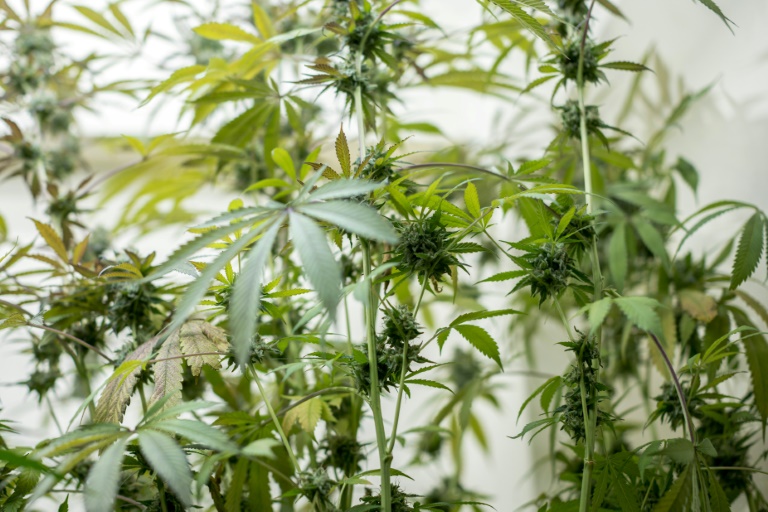 Polizei entdeckt in Oberhausen hunderte Cannabispflanzen - eine Festnahme