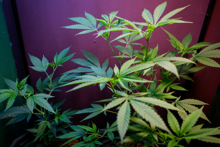 Cannabisplantage mit 4000 Pflanzen in Hagen ausgehoben