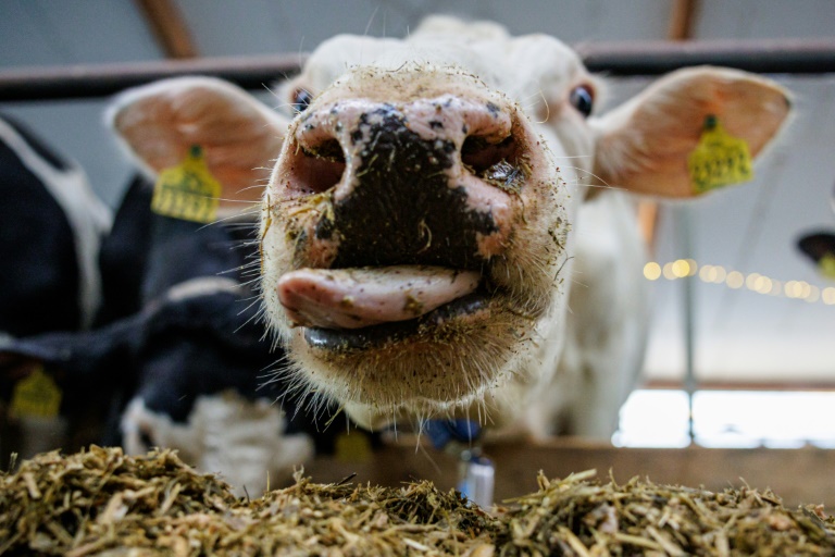 Unbekannter vergiftet Futter und Wasser von Rinderherde in Sachsen mit Heizöl