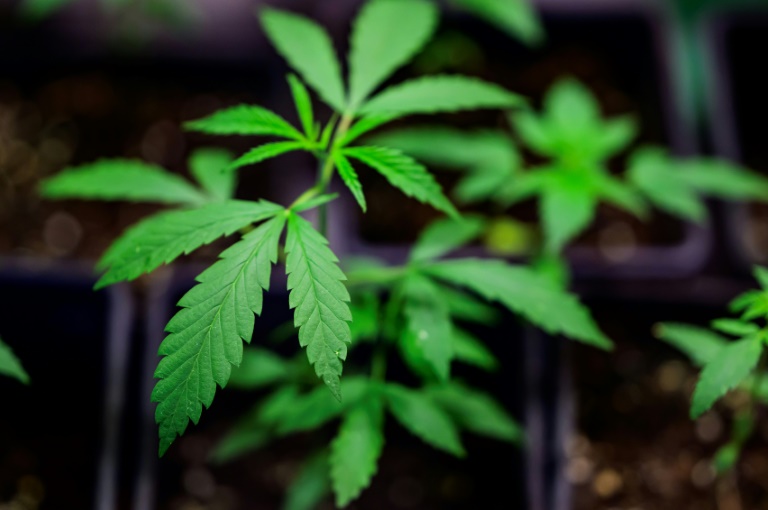 CSU prüft rechtliche Schritte gegen Liberalisierung bei Cannabis