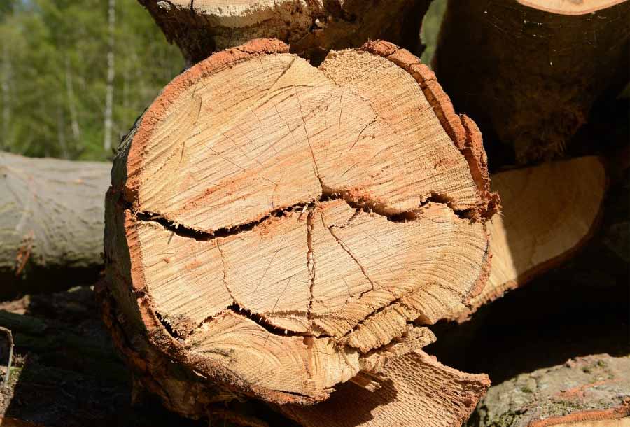 Baumfällungen in Schonnebeck und Altenessen-Süd