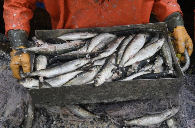 Fischstäbchen im Test: Zum Anbeißen - aber oft deutlich schadstoffbelastet