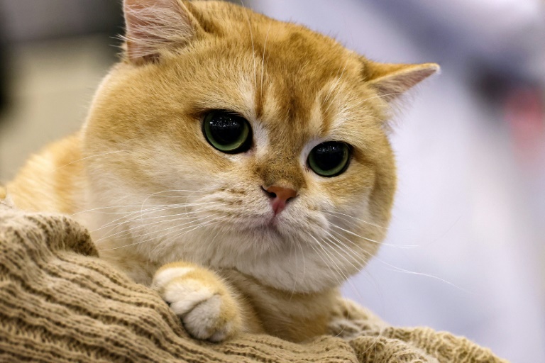 Hessisches Tierheim darf vermittelte Katze nicht eigenmächtig wieder wegnehmen
