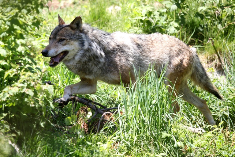 Mehr als tausend Kilometer: Forscher weisen bislang weiteste Wolfswanderung nach