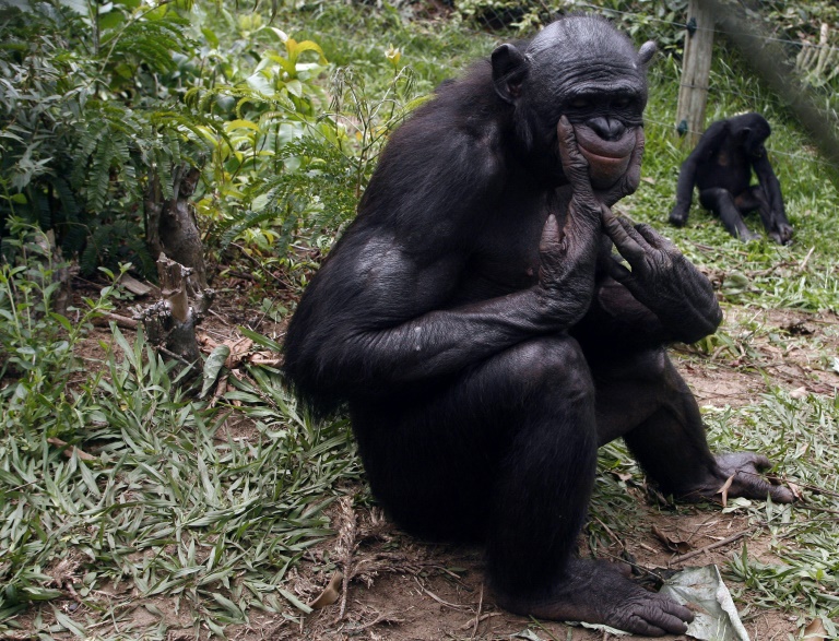 Bonobo-Urgroßmutter bringt nach fast 20 Jahren in Stuttgart Jungtier zur Welt