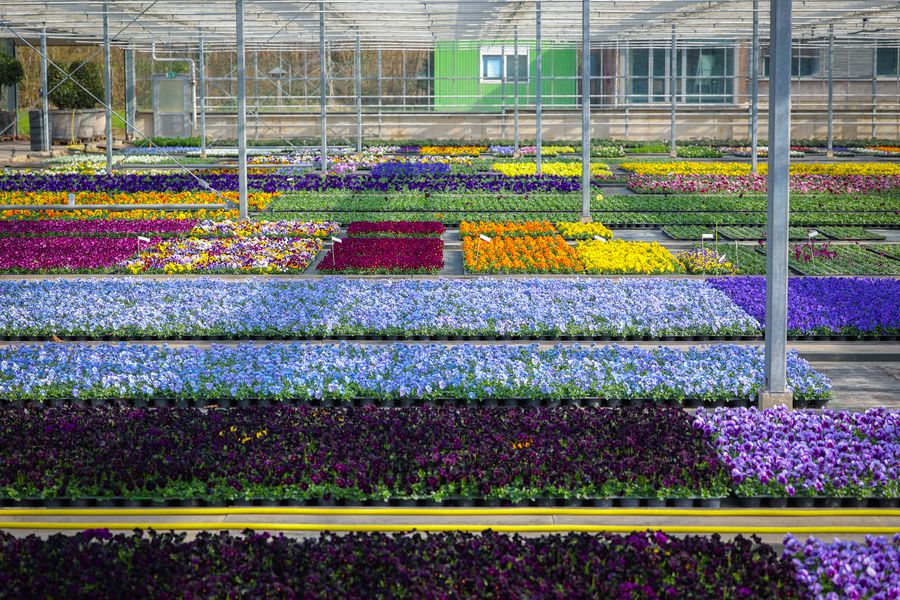 Düsseldorf pflanzt fast 200.000 Frühlingsblumen