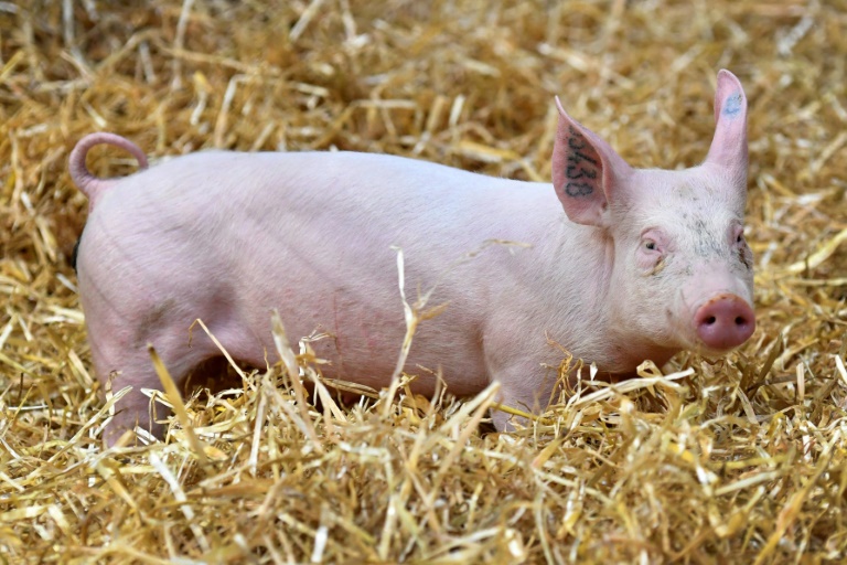 Expertenkommission befürwortet höhere Mehrwertsteuer auf Fleisch