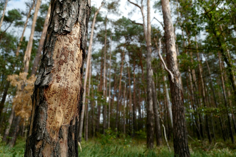 Weniger Schäden im Wald: Holzeinschlag 2023 merklich gesunken