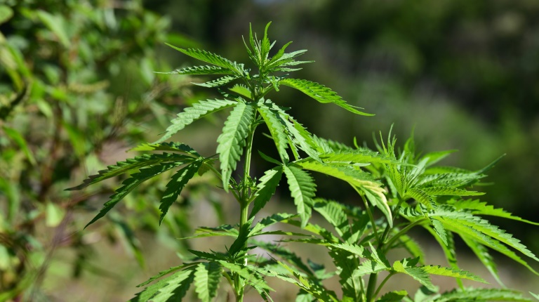 Über tausend Pflanzen: Ermittler entdecken illegale Marihuanaplantage in Thüringen