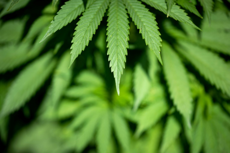 Cannabis-Plattform "Juicy Fields": Weitere Durchsuchungen in vier Ländern