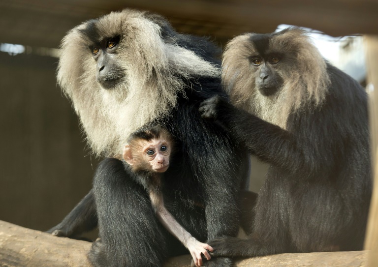 Aus Leipziger Zoo gestohlener Affe auf Baum wiedergefunden