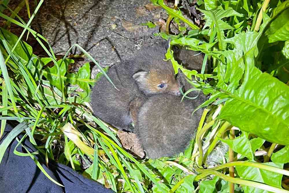 Polizei Düsseldorf rettet verwaiste Fuchsbabys 