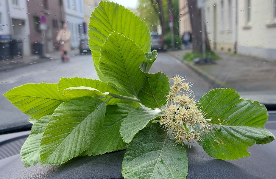 Tag des Baumes: Stadt Düsseldorf pflanzt Mehlbeere