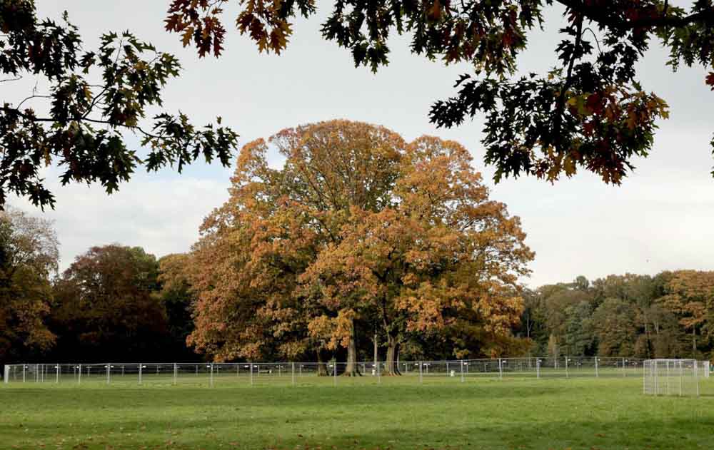 Neue Bäume ersetzen Roteichen im Krefelder Stadtwald